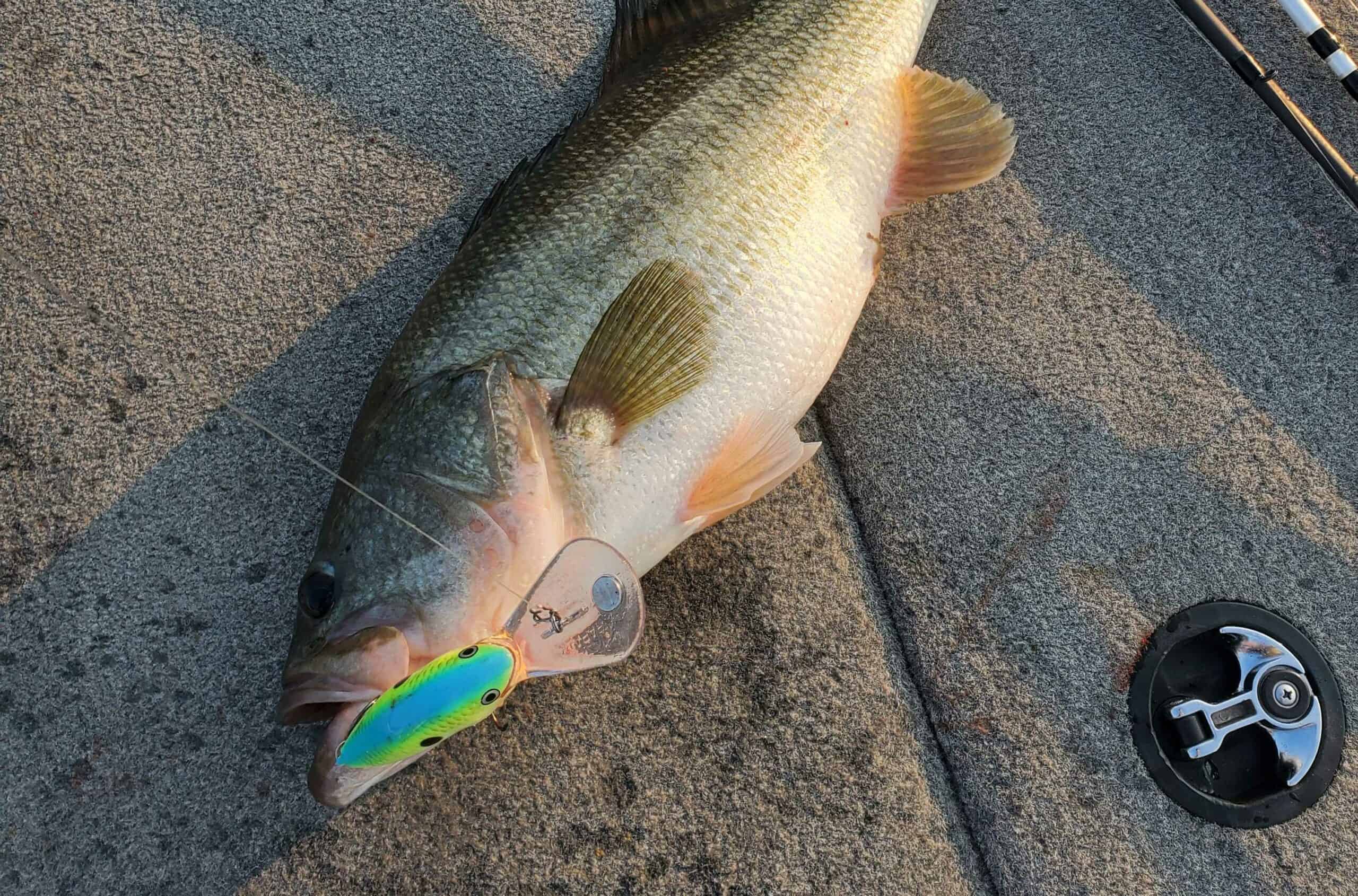 How to Find Bass in the Summer