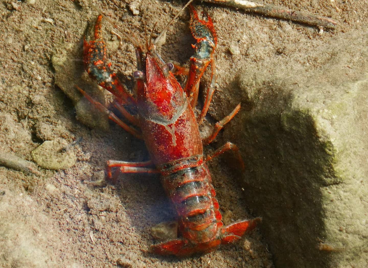 Bagley Small Fry Crayfish 2, Red Crayfish