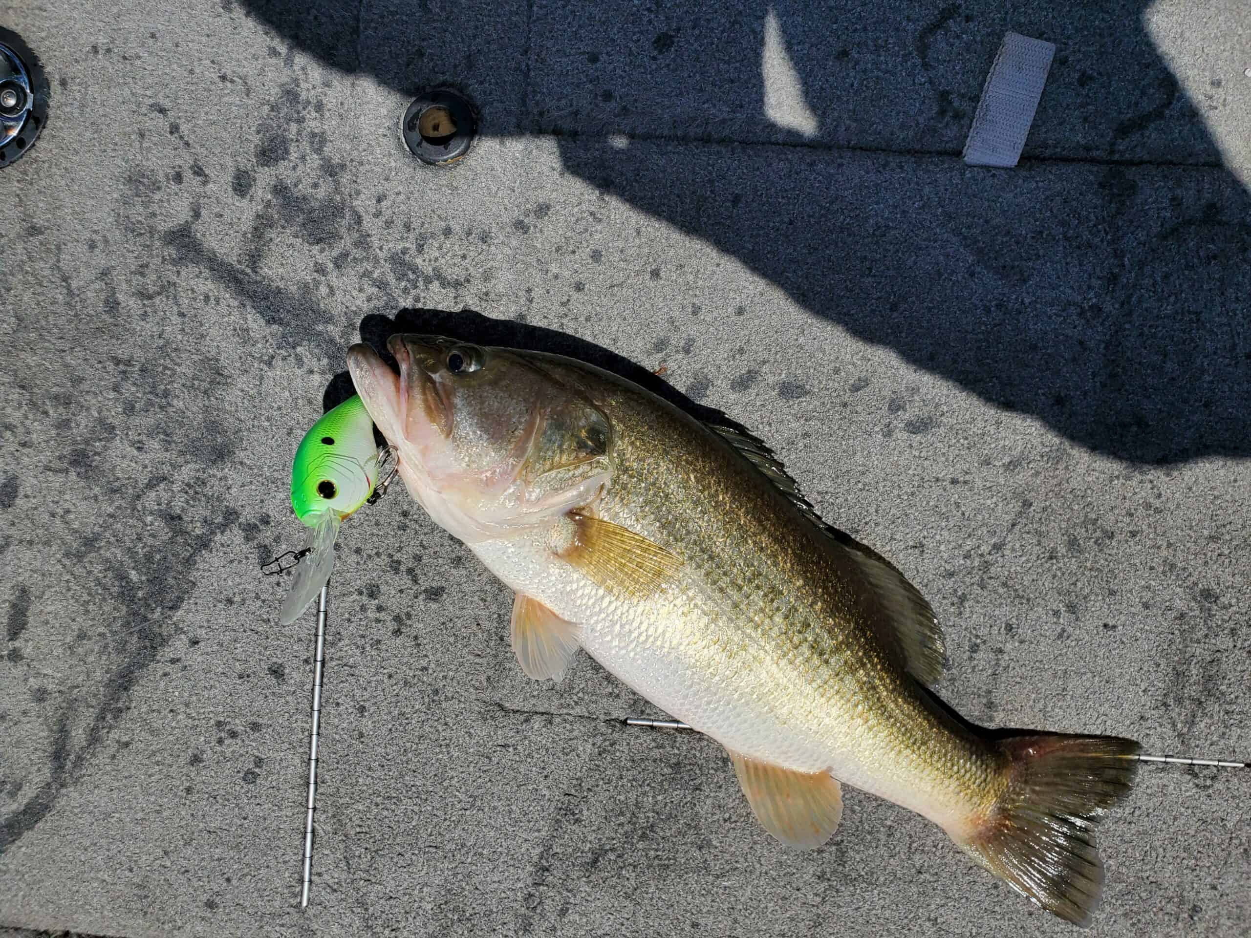 The Shaky Head - Best Bass Fishing Lures